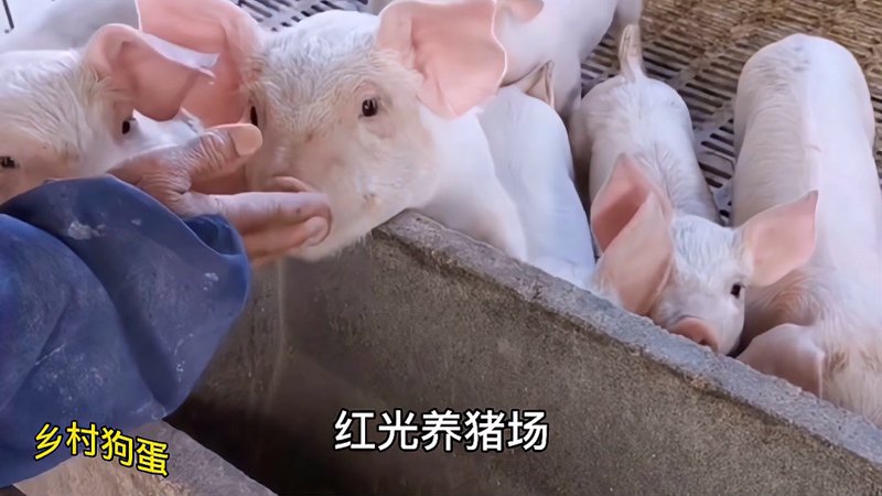 包头宝宝起名